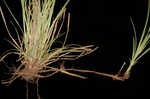 Blue Ridge sedge